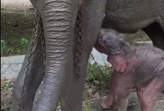 Bayi Gajah di Way Kambas Dibernama HETI, Penamaan oleh Kapolres Lampung Timur Jadi Sorotan