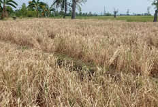 Petani Cemas Musim Kemarau, Kebun Rawan Terbakar dan Produktivitas Menurun