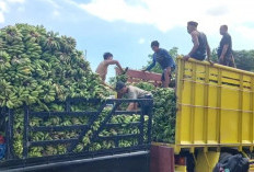 Banyak Muatan Buah Busuk, KSOP Bantah Tolak Supir Pisang Menyebrangi Pelabuhan BBJ