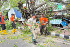 Antisipasi Pohon Tumbang, DLH Bandar Lampung Intensifkan Pemangkasan di Jalan Protokol