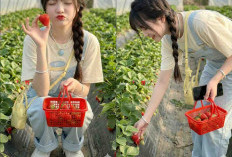 Prompt Gemini AI Ciptakan Potret Ceria di Greenhouse Stroberi, Gaya Natural dan Manis Bikin Gemas