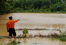 Hujan Lebat, Puluhan Hektare Sawah dan Perkebunan di Mesuji Terendam Banjir