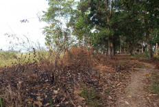 Kebakaran Lahan Dipastikan Bukan di Capit Urang, DLH Metro Fokus Cegah Api Merembet ke TPA Karangrejo