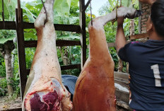 ​Jelang Ramadan, Harga Daging Sapi di Mesuji Tembus Rp150 Ribu per Kilogram