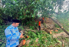 Angin Kencang Pohon Tumbang, Dua Orang Alami Luka