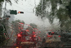 Hujan Deras dan Angin Kencang Intai Mesuji, BPBD Ingatkan Warga Waspada Pohon Tumbang