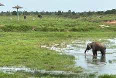 Tangani Konflik Gajah, TNWK Dorong Honor MMP hingga Tanggul Permanen