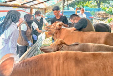 Jelang Idul Adha, Dinas Pertanian Bandar Lampung Percepat Vaksinasi PMK, 210 Ekor Ternak Sudah Divaksin