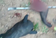 Warga Brutal Diduga Bunuh Tapir yang Viral di Jalanan Mesuji, Polisi Buru Pelaku