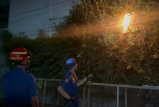 Evakuasi Non Kebakaran Awal Tahun 2026, Sarang Tawon Paling Banyak Dilaporkan