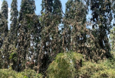 Debu Industri Mengepung Panjang, WALHI Desak Pemerintah Buka Data dan Investigasi