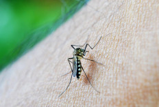 Awal Tahun 2026, Kasus DBD Di Kabupaten Mesuji Capai 10 Kasus , 1 orang Dilaporkan Meninggal