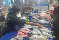 Terang Bulan Bikin Tangkapan Nelayan Menipis, Harga Ikan di Gudang Lelang Naik