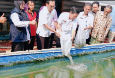 Dongkrak Produktivitas Ikan Air Tawar, Pemkab Tulang Bawang Bagikan Benih Ikan kepada Delapan Pokdakan