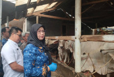 Pemprov Lampung Kerahkan 1.229 Petugas Awasi Hewan Kurban Jelang Idul Adha 2026