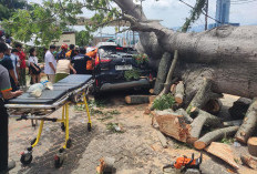 Pohon Raksasa Tumbang Di Kawasan Holiday Inn Bandar Lampung, 2 Mobil Tertimpa dan Satu Pengemudi Terjebak 