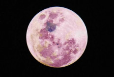 Pink Moon 2026 Bisa Dilihat Tanpa Teleskop, Ini Waktu dan Cara Terbaik Menyaksikannya