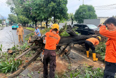 Pohon Tumbang di Depan Rumah Arinal Djunaidi, Lalu Lintas Jalan Sultan Agung Sempat Tersendat