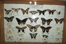 Mengenal Wisata Edukasi Taman Kupu-Kupu Gita Persada, Surga Konservasi di Bandar Lampung