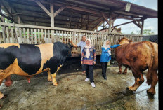 Jelang Iduladha, Dinas Peternakan Lampung Perketat Pengawasan 16 Sapi Kurban Bantuan Presiden