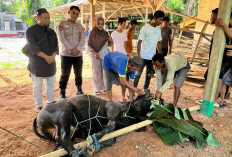 Kurban Terbanyak di Way Serdang, Mesuji Potong Ribuan Hewan pada Iduladha 2026