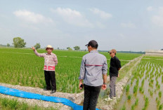 Petakan Sawah Rawan Kekeringan, Distan Mesuji Siapkan Langkah Antisipasi Kemarau
