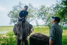 Prabowo Siapkan Rp 839 Miliar untuk Taman Nasional Way Kambas, Gubernur Lampung Sampaikan Apresiasi