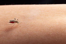 Kenali Chagas, Penyakit yang Bisa Menyerang Jantung