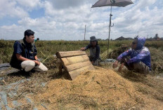Serapan Gabah Petani di Lampung Tembus 400 Ribu Ton, Target Tinggal 20 Persen