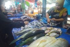 Jelang Akhir Tahun, Harga Ikan Mulai Merangkak Naik