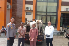 Sapi Miliknya Kembali, Warga Pringsewu Ini Beri Apresiasi Kepada Kapolres Pringsewu 