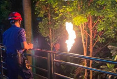 Selama 2026 Damkarmat Tangani 666 Evakuasi Nonkebakaran, Sarang Tawon Paling Dominan