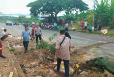 Laka Maut Beruntun di Jalan Lintas Sumatera, Pengemudi Truk dan Sapi Tewas
