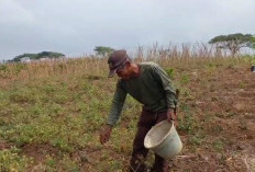Dampak Kemarau Panen Anjlok, Petani Harapkan Hujan Turun