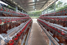 35 Ribu Ayam Petelur Disebar di Lampung 2025, Potensi Produksi Capai 24 Ribu Telur per Hari