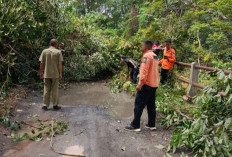 Pohon Tumbang Tutup Jalan di Blambangan Umpu, BPBD Way Kanan Bergerak Cepat
