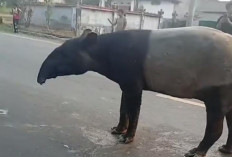 Tapir Lintasi Jalan Register 45 Mesuji, BKSDA Telusuri Kondisi Habitat Satwa Dilindungi