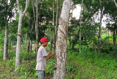 Harga Karet di Mesuji Tembus Rp21 Ribu per Kilogram, Petani Kembali Bergairah ke Kebun
