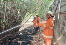Puntung Rokok Diduga Picu Kebakaran Lahan di Metro