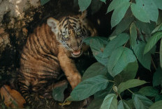 Puspa dan Muli Sikop, Dua Nama Penuh Makna untuk Anak Harimau Sumatera di Lampung