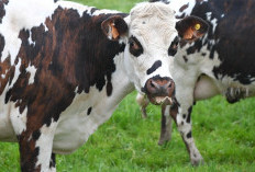 Cegah PMK, Dinas Pertanian Mesuji Perketat Lalu Lintas Ternak di Simpang Pematang