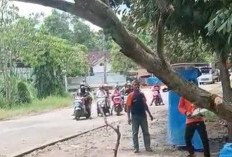 Belasan Pohon Tumbang Di Kota Metro Akibat Cuaca Ekstrem, BPBD Minta Maaf Belum Semua Tertangani