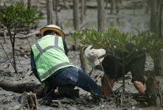 Lanjutkan Konservasi Pesisir, PTBA Tanam 40 Ribu Bibit Mangrove di Lampung Timur