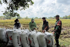 Cadangan Beras BULOG Lampung 200 Ribu Ton, Perkuat Ketahanan Pangan Nasional