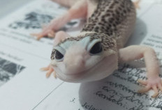 Tekuni Hobi Rawat Hewan Eksotis, I Wayan Langit Biru Sebut Wujudkan Impian Masa Kecil 