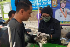Catat Tanggalnya, Pemkot Bandar Lampung Sediakan Layanan Vaksinasi Rabies Gratis