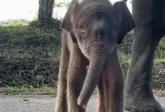 Dari Gelap Malam ke Cahaya Harapan, Bayi Gajah Betina Kembali Lahir di TNWK