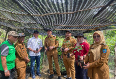 PTBA Dampingi Petani Kopi Sawahlunto Panen dan Ciptakan Nilai Tambah