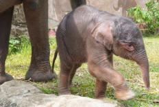 Lahirnya Bayi Gajah Sumatera di Lembah Hijau, Harapan Baru yang Berjarak 4 Tahun dari Sang Kakak