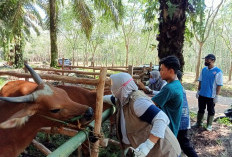 Mesuji Ajukan 1.000 Dosis Vaksin Rabies, Antisipasi Penyebaran Virus dari Hewan Peliharaan